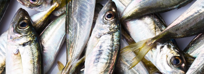 dettaglio di sgombri - immagine evocativa dell'importanza del pesce in una sana e corretta alimentazione